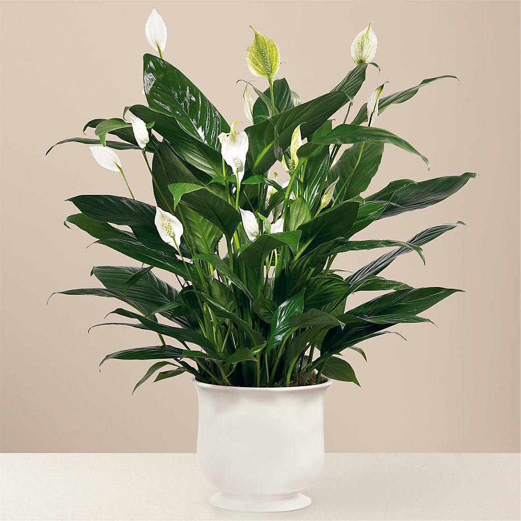 Comfort Planter