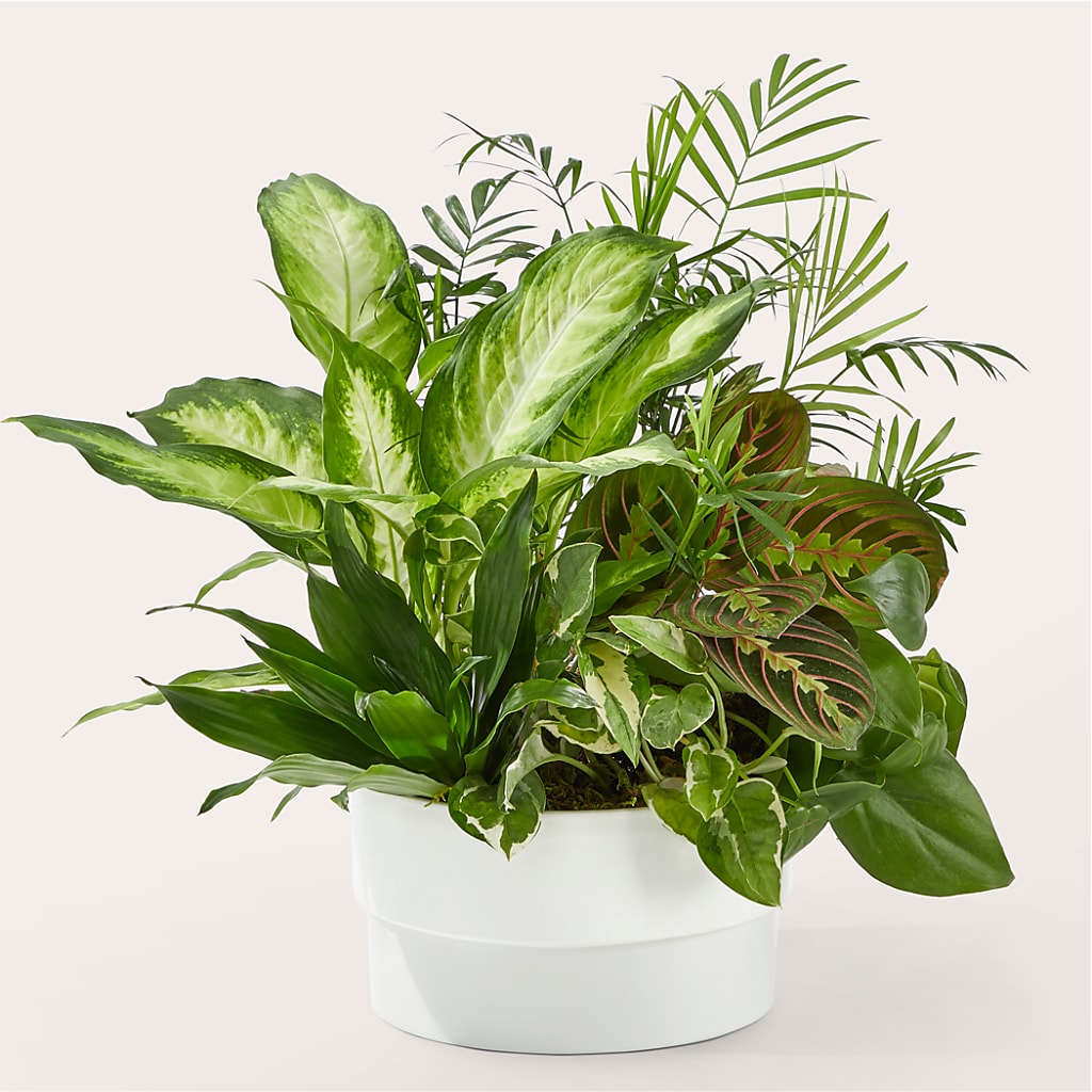 Sympathy Plants